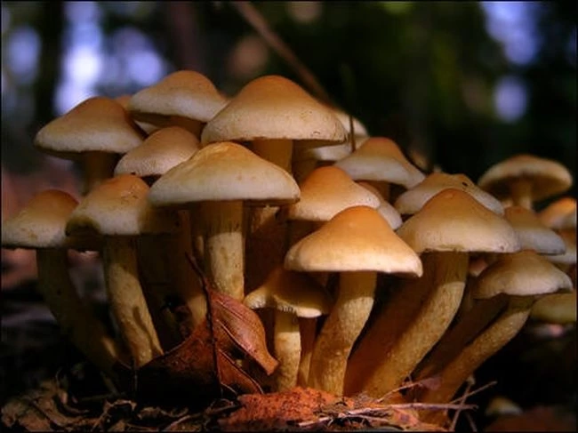 Κύπρος: Τα έφαγαν και τους «έφαγαν» –  Δηλητηριώδη μανιτάρια παραλίγο να τους στοιχίσουν τη ζωή